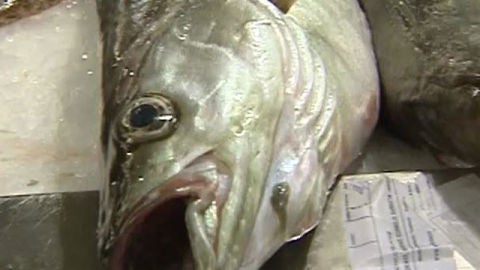 Pescado fresco sin riesgo de anisakis
