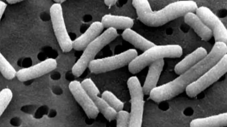 Bacterias Bacterias