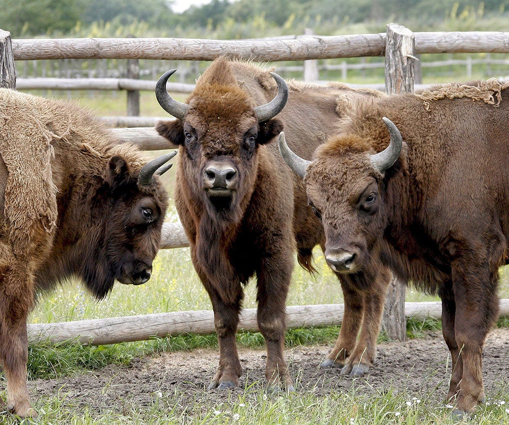 Divulga que algo queda: bisontes como solución para acabar con los incendios forestales en España Divulga que algo queda: bisontes como solución para acabar con los incendios forestales en España