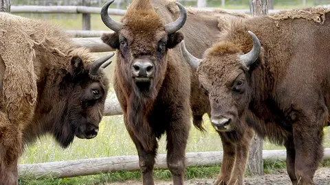 Bisontes europeos en un paraje natural Bisontes europeos en un paraje natural