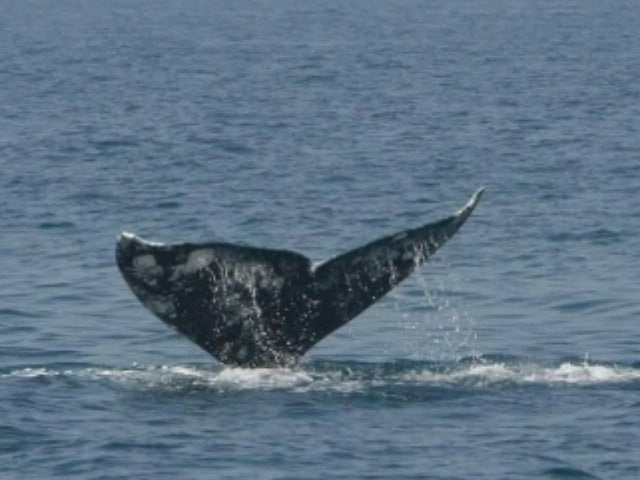 Anonymous ataca la web del primer ministro de Japón Anonymous ataca la web del primer ministro de Japón