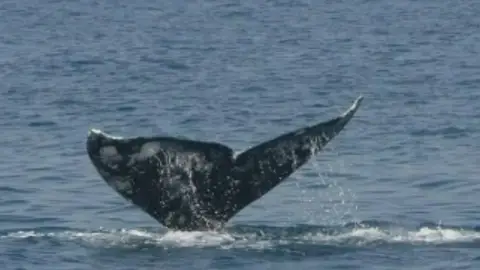 Una ballena gris cerca de Barcelona Una ballena gris cerca de Barcelona