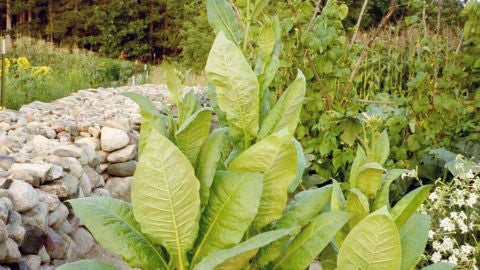 Planta tabaco