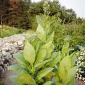 Planta tabaco Planta tabaco