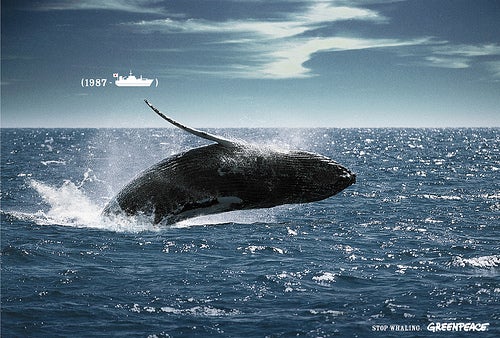 ¿Será el final de la caza de ballena en Islandia? ¿Será el final de la caza de ballena en Islandia?