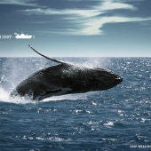 Caza de ballenas