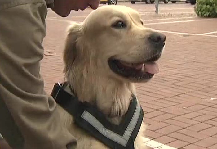 Mascotas perdidas en España Mascotas perdidas en España
