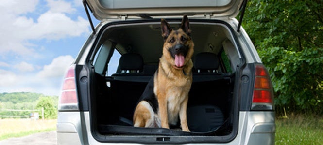 Viaja por todo el mundo a cambio de cuidar mascotas Viaja por todo el mundo a cambio de cuidar mascotas