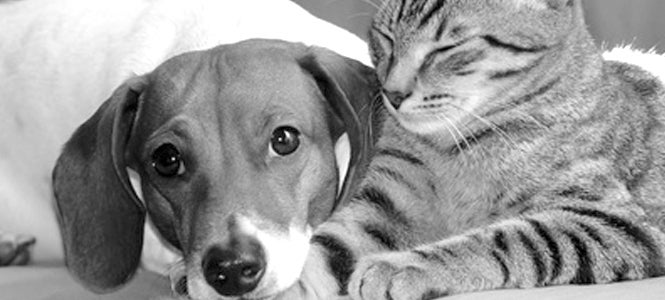 El Club del Misterio: ¿Tienen conciencia los animales? El Club del Misterio: ¿Tienen conciencia los animales?
