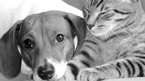 Animales Orense