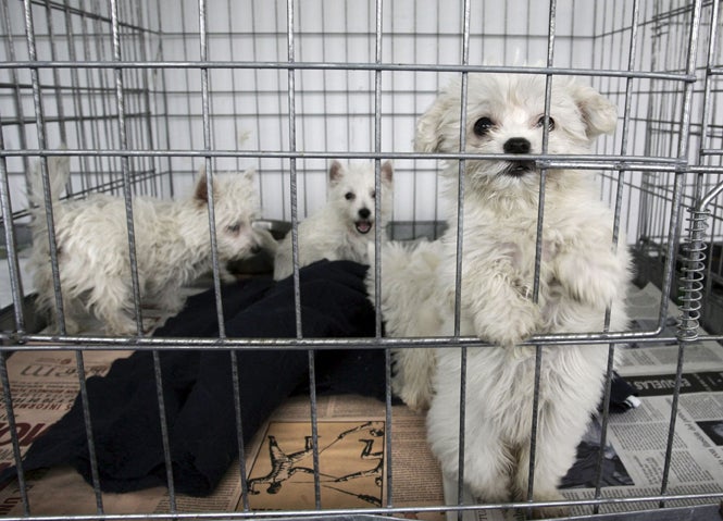 Cierran en Barcelona dos establecimientos de venta de animales e intervienen 90 cachorros "sometidos a pésimas condiciones" Cierran en Barcelona dos establecimientos de venta de animales e intervienen 90 cachorros "sometidos a pésimas condiciones"