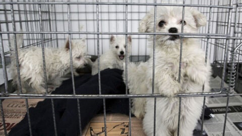 Cachorros a la venta