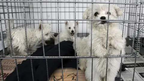 Cachorros a la venta Cachorros a la venta