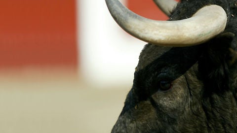 Corridas de Toros en Catalu&ntilde;a
