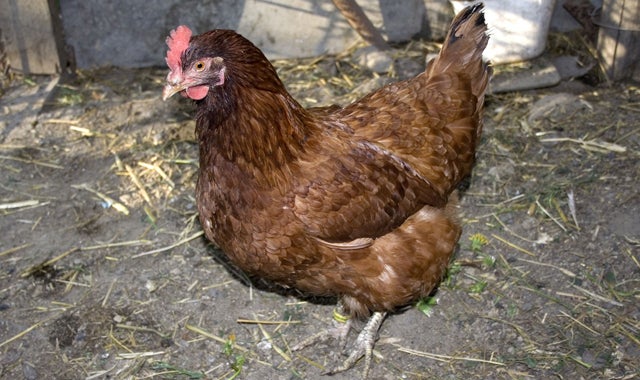 Condenan a un joven a 20 días de cárcel por abusar sexualmente de una gallina Condenan a un joven a 20 días de cárcel por abusar sexualmente de una gallina