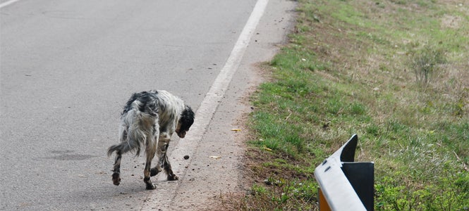 Encuentran a un perro abandonado en un sillón que llevaba días esperando a sus dueños Encuentran a un perro abandonado en un sillón que llevaba días esperando a sus dueños