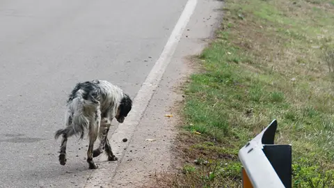 Perros abandonados, un drama que se ha repetido un verano más. Perros abandonados, un drama que se ha repetido un verano más.