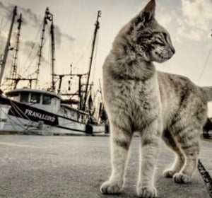 Gato callejero Gato callejero