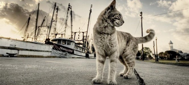 "Tengo un empacho de estupidez" "Tengo un empacho de estupidez"