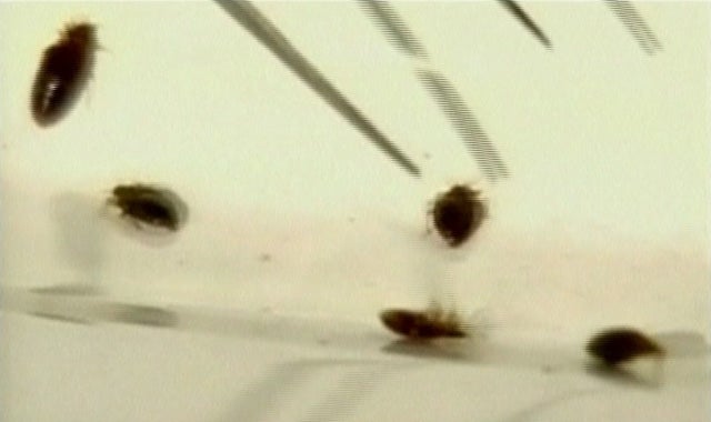 ¿Qué hacer si aparecen chinches en la cama de tu hotel estas vacaciones? ¿Qué hacer si aparecen chinches en la cama de tu hotel estas vacaciones?