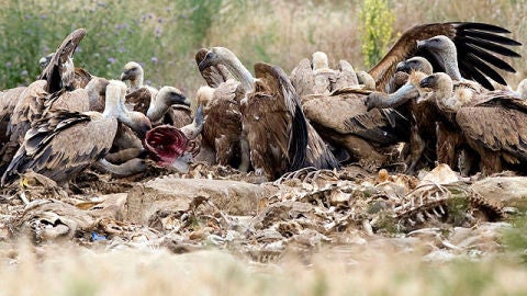 Buitres comiendo