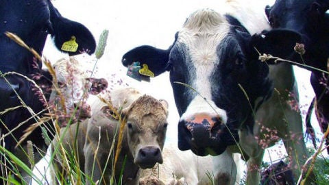 Las vacas mejor mimadas