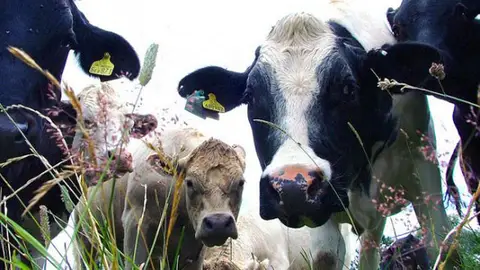Las vacas mejor mimadas Las vacas mejor mimadas