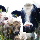 Las vacas mejor mimadas