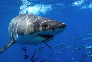 Australia mata a seis tiburones después de dos graves ataques en 24 horas Australia mata a seis tiburones después de dos graves ataques en 24 horas