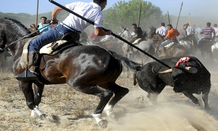 Crece la tensión ante el Toro de la Vega Crece la tensión ante el Toro de la Vega