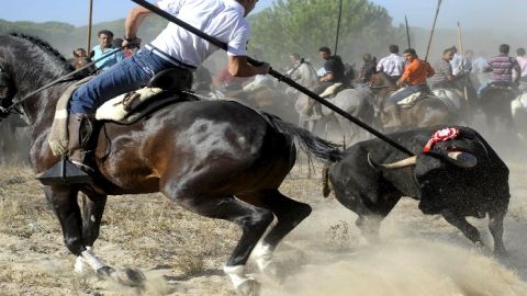 Toro de la Vega