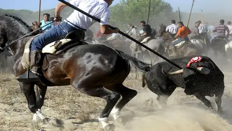 Toro de la Vega Toro de la Vega