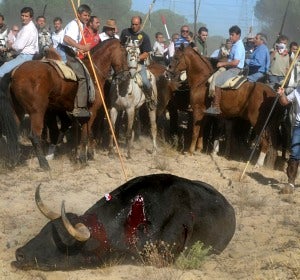 "Platanito", el Toro de la Vega "Platanito", el Toro de la Vega