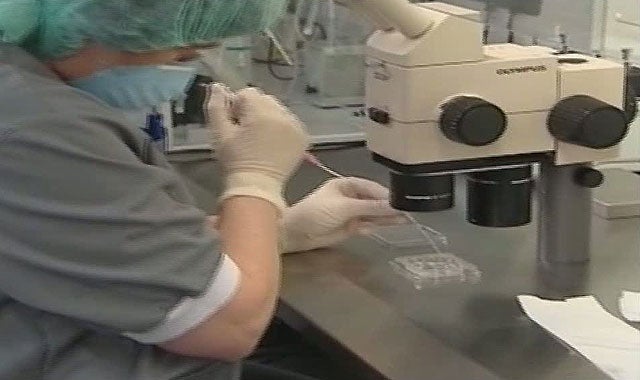 Nace la primera camada de perros por fecundación in vitro Nace la primera camada de perros por fecundación in vitro
