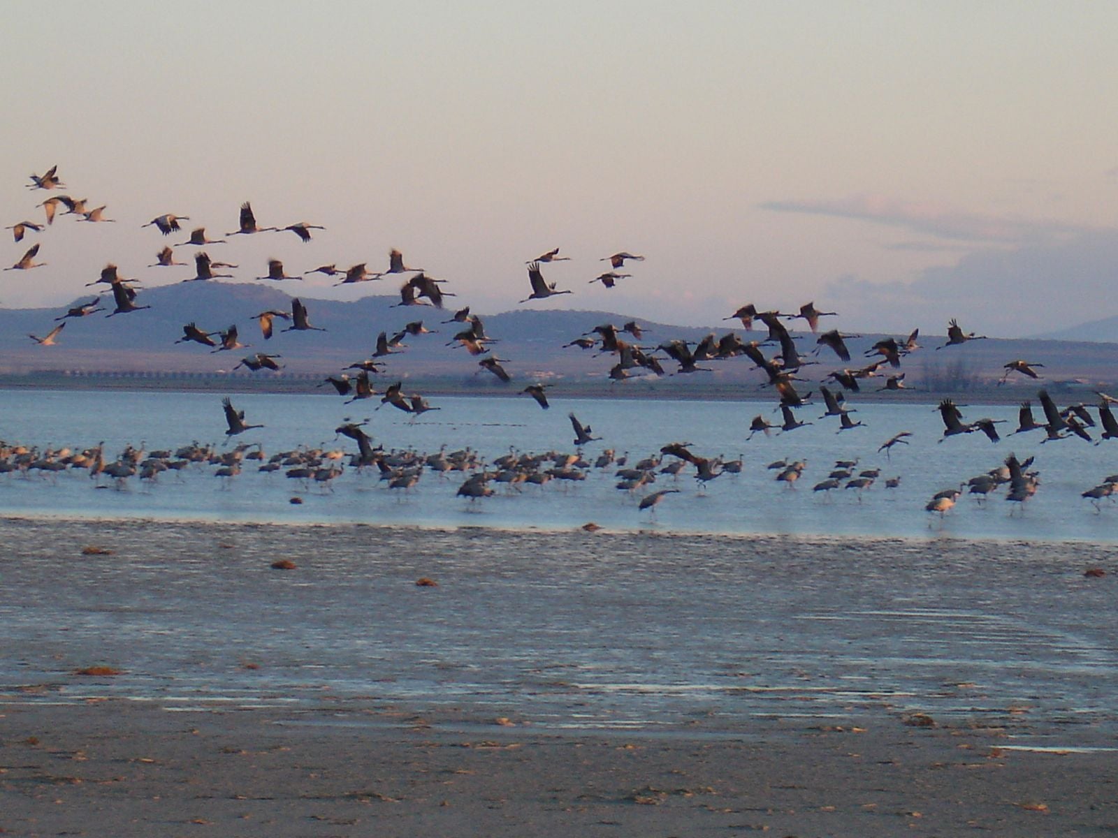 Arantza Leal: "El cambio climático hace que muchas aves salten del nido por el calor sin estar preparadas" Arantza Leal: "El cambio climático hace que muchas aves salten del nido por el calor sin estar preparadas"