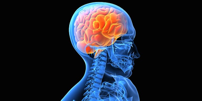 Com funciona el cervell humà? Com ha evolucionat al llarg de la història? Com funciona el cervell humà? Com ha evolucionat al llarg de la història?