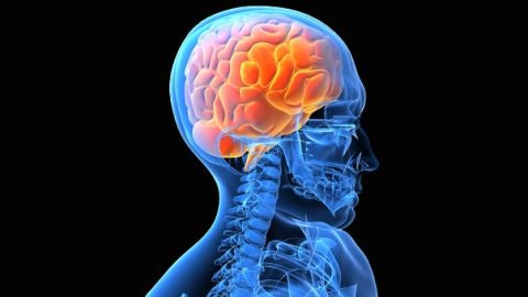 El cerebro humano