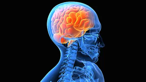 El cerebro humano El cerebro humano