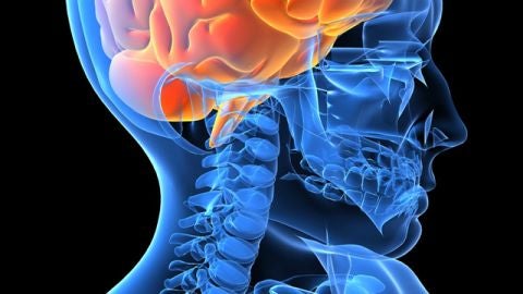 El cerebro humano