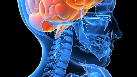 El cerebro humano El cerebro humano