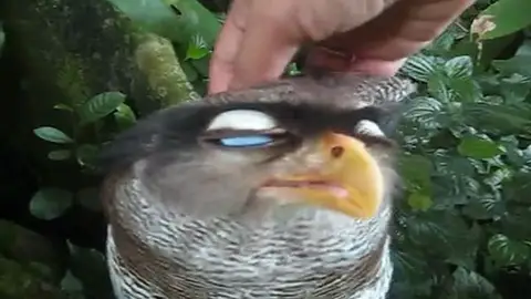 Búho malayo Búho malayo