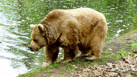 Un oso pardo
