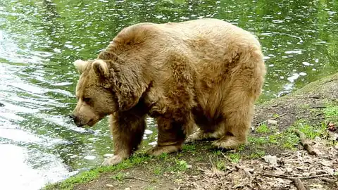 Un oso pardo Un oso pardo