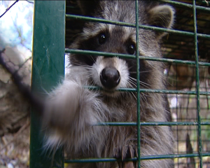 Luis Miguel Domínguez: "Somos capaces de cambiar de sitio a los animales y a las plantas" Luis Miguel Domínguez: "Somos capaces de cambiar de sitio a los animales y a las plantas"
