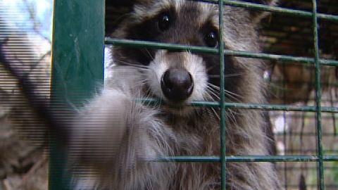 Los mapaches toman Madrid