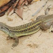 Un lagarto que se autoreproduce