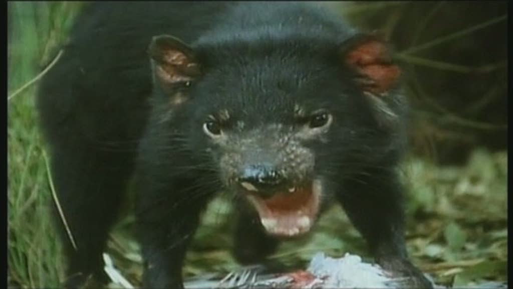 Las hembras de los demonios de Tasmania soportan mejor los tumores faciales Las hembras de los demonios de Tasmania soportan mejor los tumores faciales
