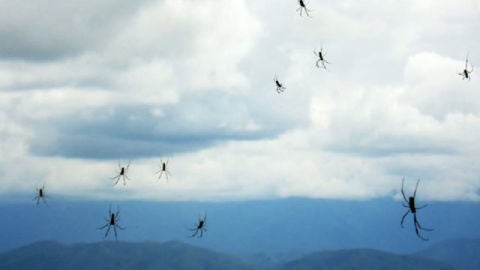 &iquest;Qu&eacute; ocurre cuando caen del cielo animales que no viven en &eacute;l?
