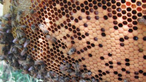 Las abejas podr&iacute;an estar desapareciendo