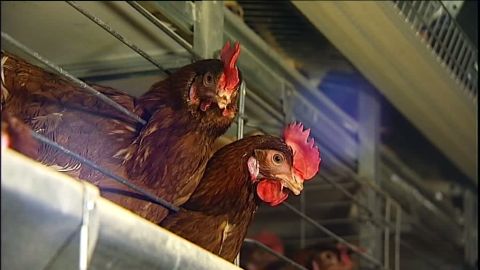 Las gallinas de los huevos de oro